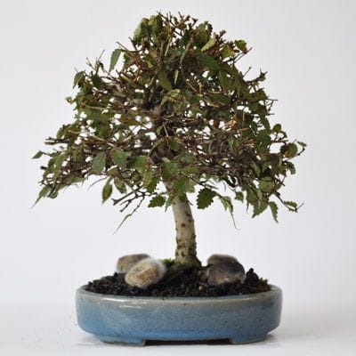 ケヤキ　1点もの　No.322