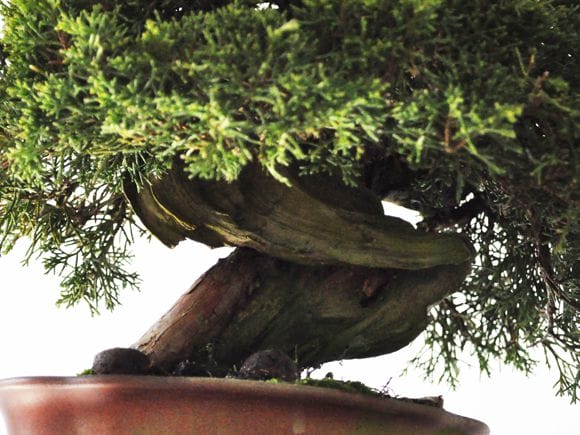 真柏『盆栽』 真柏 #盆栽 #bonsai #真柏