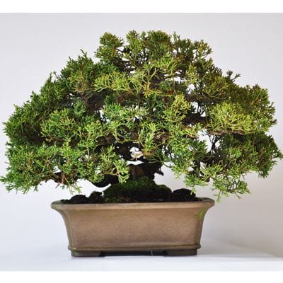 真柏　1点もの No.324