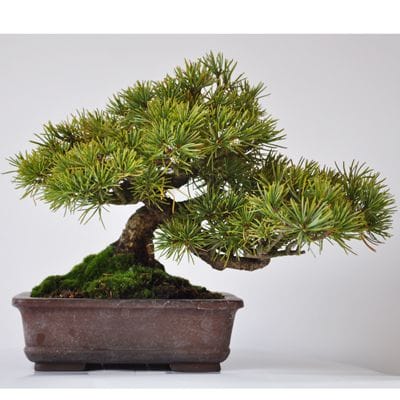 五葉松　1点もの No.326