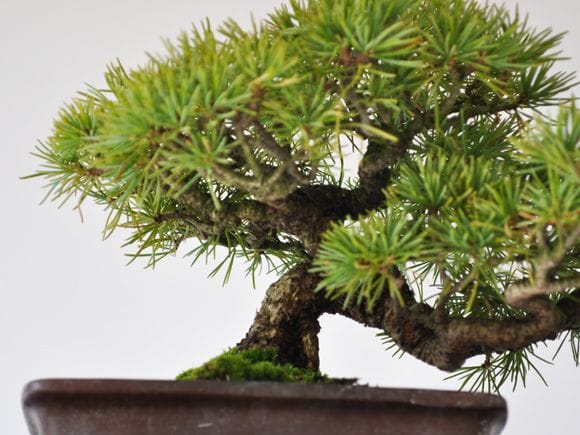 五葉松_1/盆栽、多肉植物、塊根植物、観葉植物通販/KIDORI -キドリ-