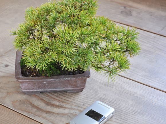 五葉松 1点もの No.326の盆栽を販売｜通信教育の盆栽妙 – 盆栽妙 本店