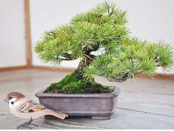 五葉松 1点もの No.326の盆栽を販売｜通信教育の盆栽妙 – 盆栽妙 本店
