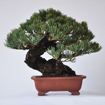 五葉松　1点もの No.327