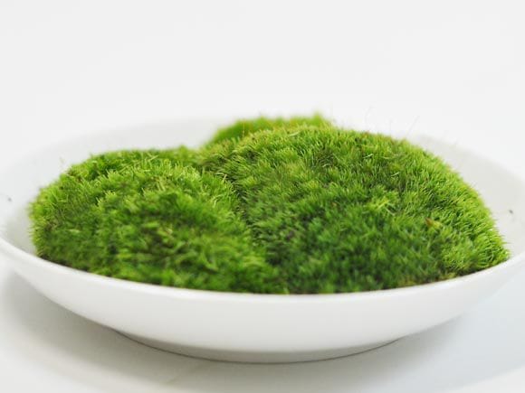 盆栽用苔(コケ) 1パックの盆栽を販売｜通信教育の盆栽妙 – 盆栽妙 本店