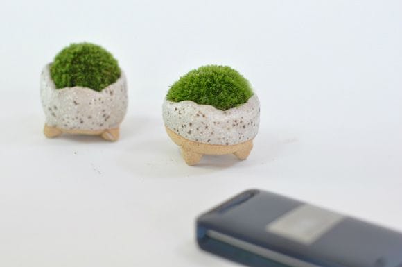 盆栽用苔(コケ) 1パックの盆栽を販売｜通信教育の盆栽妙 – 盆栽妙 本店