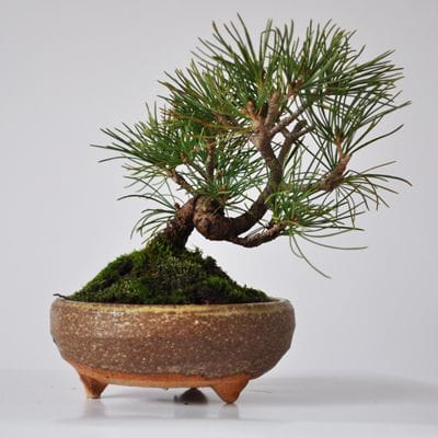 五葉松　信楽焼鉄鉢仕立て