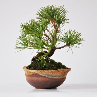 五葉松　信楽焼三方曲げ鉢仕立て