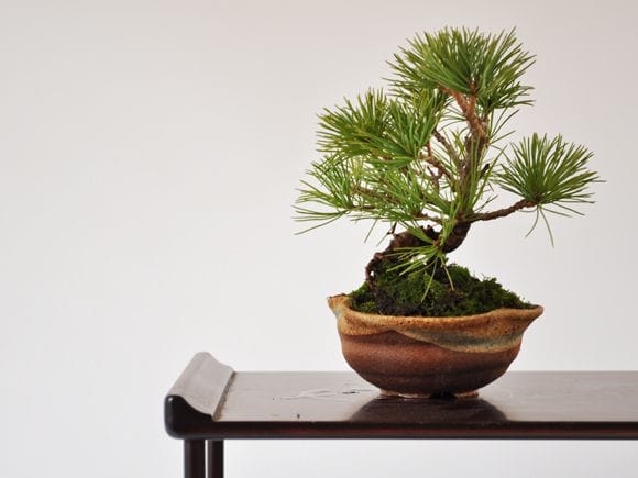 五葉松 信楽焼三方曲げ鉢仕立ての盆栽を販売｜通信教育の盆栽妙 – 盆栽