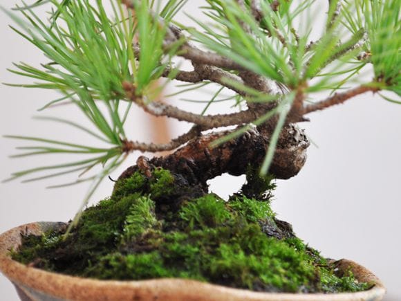 五葉松 信楽焼三方曲げ鉢仕立ての盆栽を販売｜通信教育の盆栽妙 – 盆栽