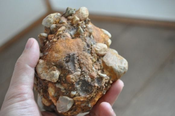 さざれ石(岐阜多治見)の盆栽を販売｜通信教育の盆栽妙 – 盆栽妙 本店