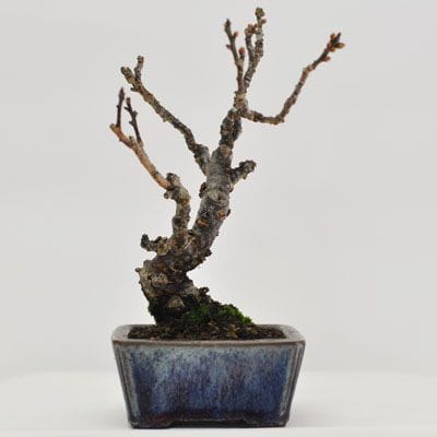 梅(一重)　1点もの　No.359