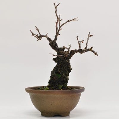 梅(八重)　1点もの　No.360