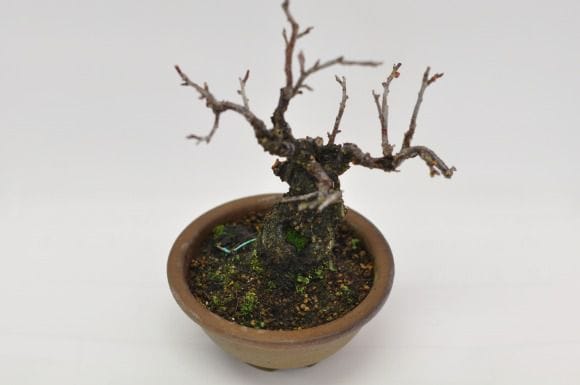 梅(八重) 1点もの No.360の盆栽を販売｜通信教育の盆栽妙 – 盆栽妙 本店