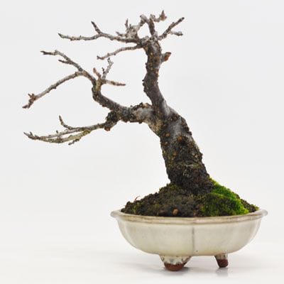 梅(八重)　1点もの　No.361