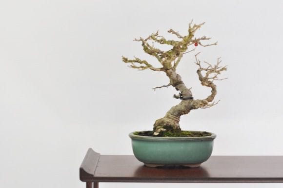 梅もどき 1点もの No.362の盆栽を販売｜通信教育の盆栽妙 – 盆栽妙 本店