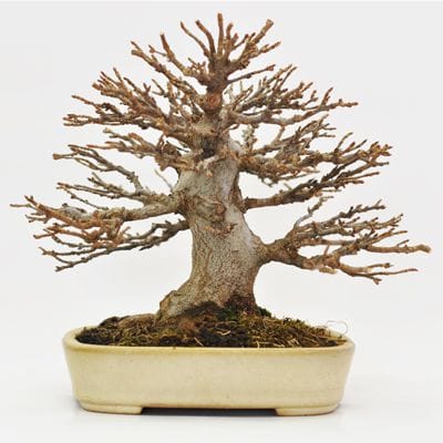 楓　1点もの　No.363