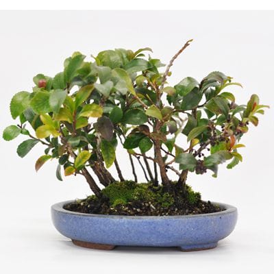 ヒサカキ　1点もの　No.364