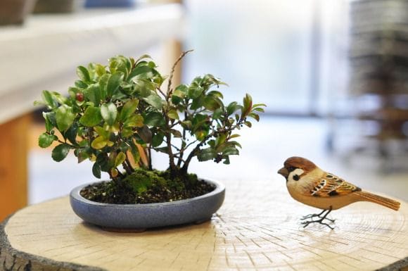 盆栽　鉢 ヒサカキ 1点もの No.364の盆栽を販売｜通信教育の盆栽妙 – 盆栽妙 本店