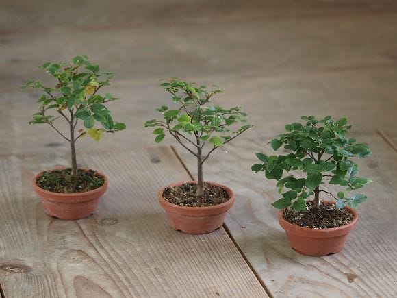 エノキ の盆栽を販売｜父の日プレゼントの盆栽妙 – 盆栽妙 本店