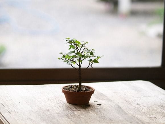 エノキ の盆栽を販売｜父の日プレゼントの盆栽妙 – 盆栽妙 本店