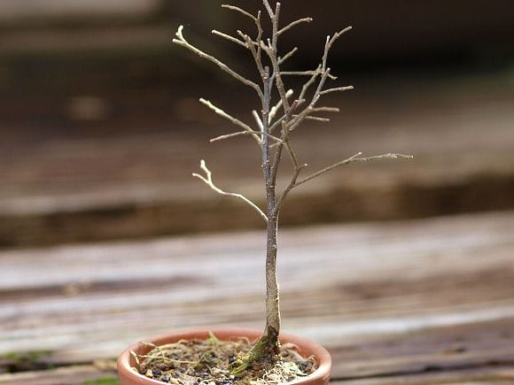エノキ の盆栽を販売｜父の日プレゼントの盆栽妙 – 盆栽妙 本店