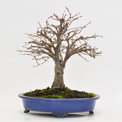 けやき　1点もの　No.365