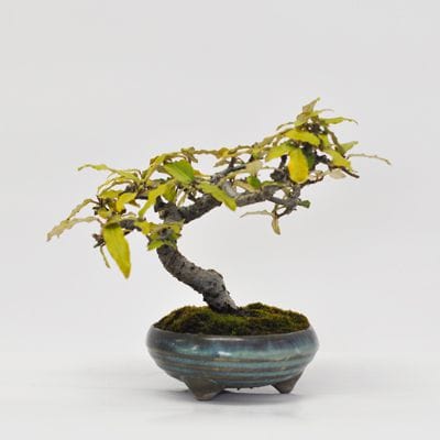 寒グミ　1点もの　No.366