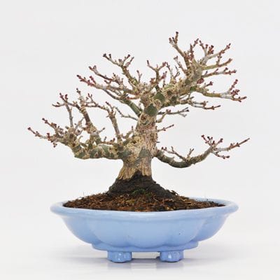 獅子頭もみじ　1点もの　No.367