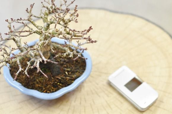 獅子頭もみじ 1点もの No.367の盆栽を販売｜通信教育の盆栽妙