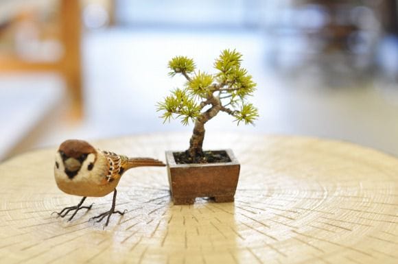 五葉松 1点もの No.368の盆栽を販売｜通信教育の盆栽妙 – 盆栽妙