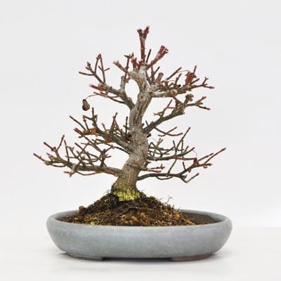 小まゆみ　1点もの　No.369