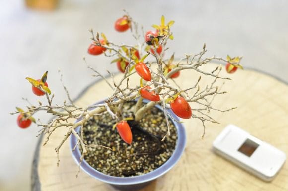 老爺柿 1点もの No.370の盆栽を販売｜通信講座は盆栽妙 – 盆栽妙