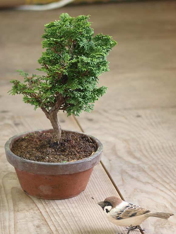 津山ひのき