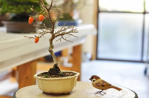 老爺柿14個実付き盆栽です。黒松、赤松、真ぱく盆栽 老爺柿14個実付き盆栽です。黒松、赤松、真ぱく盆栽 盆栽