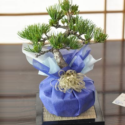 バレンタインデーに松の盆栽をプレゼント 五葉松 育て方冊子と肥料付き