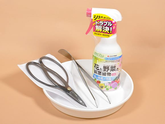 五葉松とはじめての道具セット