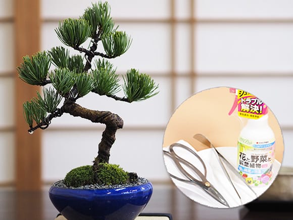 五葉松とはじめての道具セット