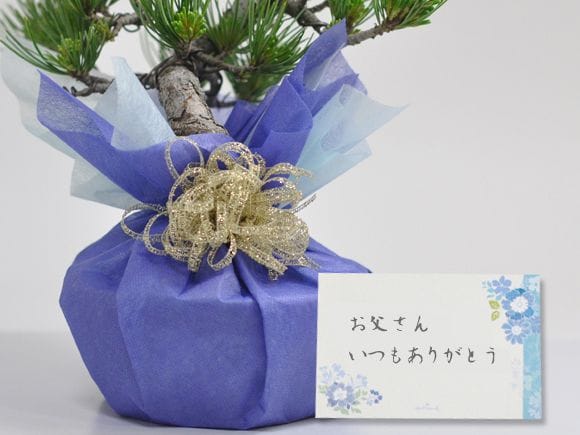五葉松とはじめての道具セット