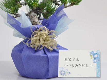 五葉松とはじめての道具セット