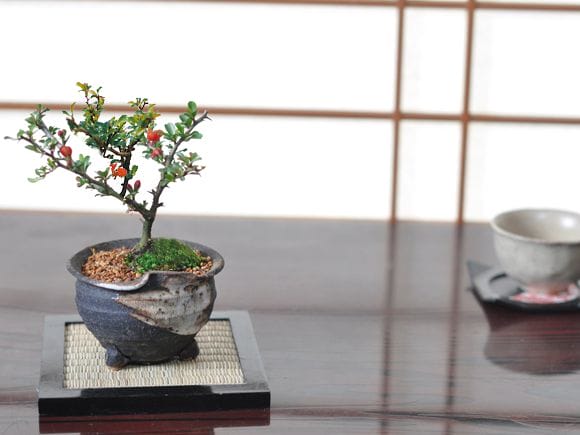 かわいいミニ長寿梅の盆栽とはじめての道具セット【ギフト】【敬老の日】