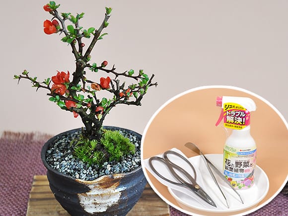 かわいいミニ長寿梅の盆栽とはじめての道具セット【ギフト】【敬老の日】