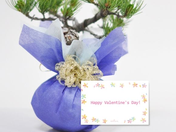 特別な人にバレンタインチョコと一緒に贈る大人のプレゼント 特選五葉松の盆栽