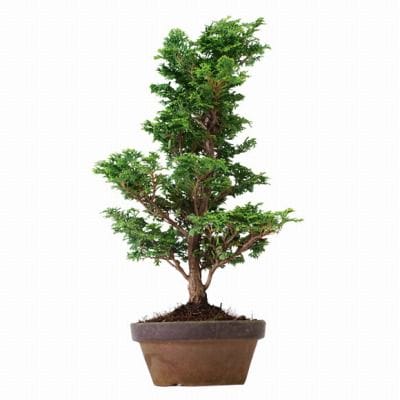 津山ひのき(大)