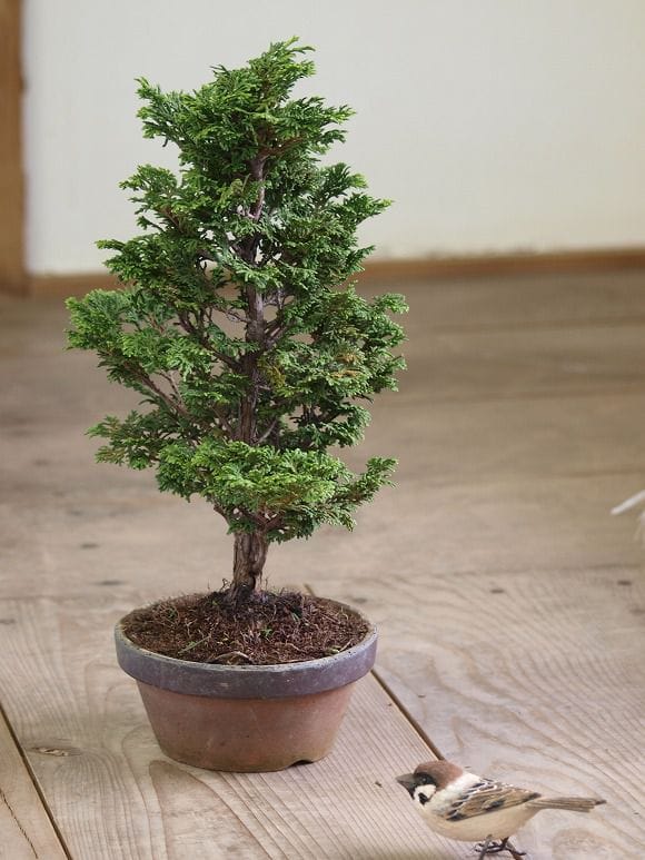 津山ひのき(大)