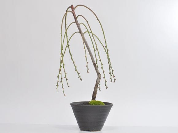 キブシの盆栽を販売｜はじめる専門店 盆栽妙 – 盆栽妙 本店