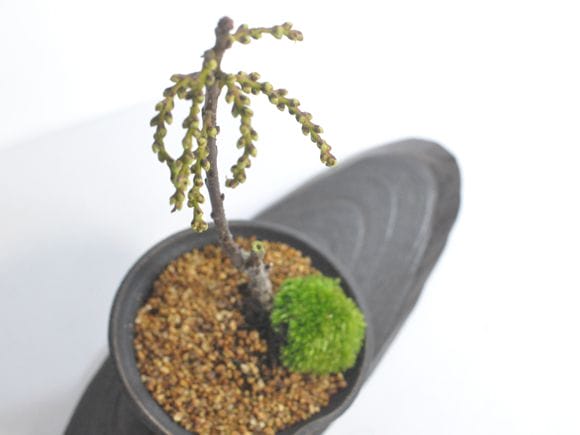 キブシの盆栽を販売｜はじめる専門店 盆栽妙 – 盆栽妙 本店