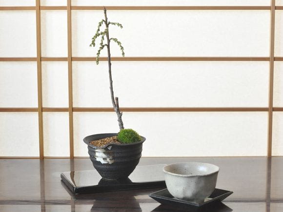 キブシの盆栽を販売｜はじめる専門店 盆栽妙 – 盆栽妙 本店