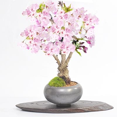 見応えのある旭山桜の盆栽
