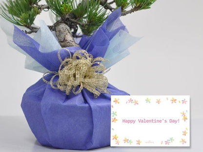 はじめる趣味の盆栽　五葉松と盆栽道具のセット　バレンタインのプレゼント